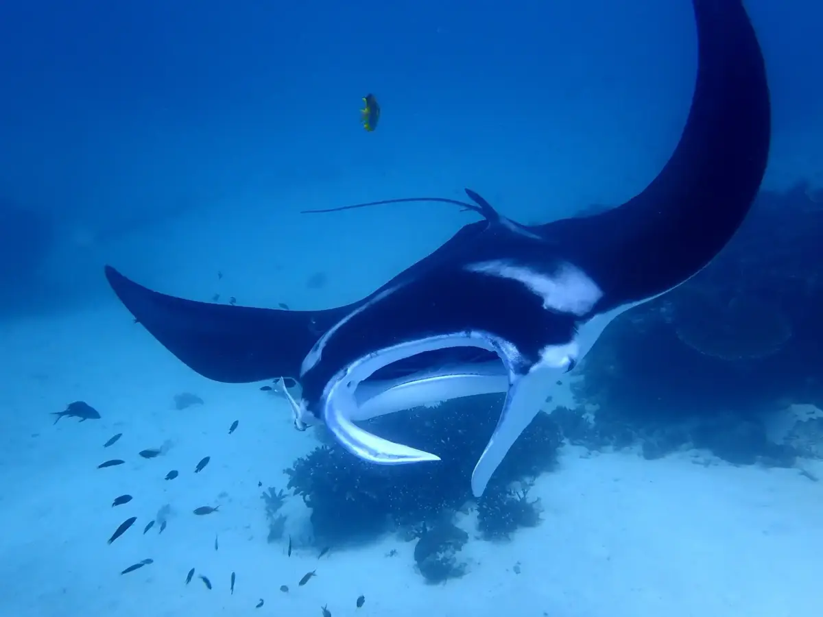 Waisay